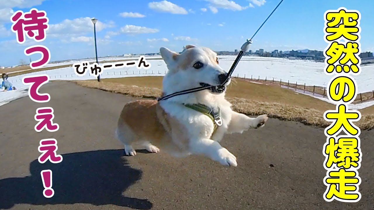 犬が吐いたときの対処法 嘔吐物の色からわかる病院にいくべき症状と原因 いぬのきもちnews Line News
