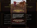 இடி விழுந்து மாடு பலி: கணவனுக்கு உதவியாக ஏர் உழும் மனைவி! 😭 #shorts