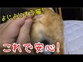 発情中達の二匹の猫、みーちゃんとドコモこんなに重なるなんて珍しい、まとめて相手にしたらぁ!