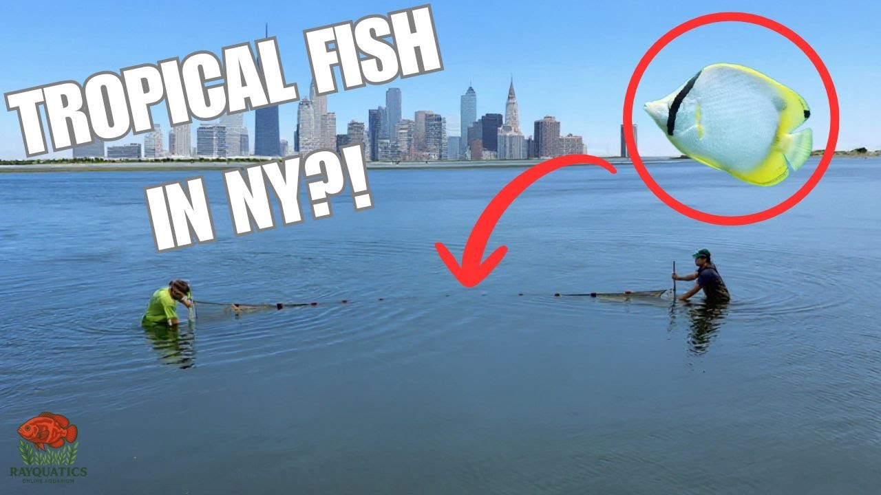 Коллекционируете ТРОПИЧЕСКИХ РЫБ в Нью-Йорке?!