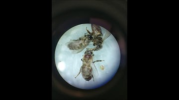 Video varroa destructor sur abeille