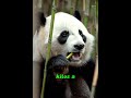 “Why Giant Pandas Are So Rare (and So Cute!) 🐼❤️ #Shorts”