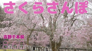 さくらさんぽ 吉野千本桜【8K60P】 - YouTube