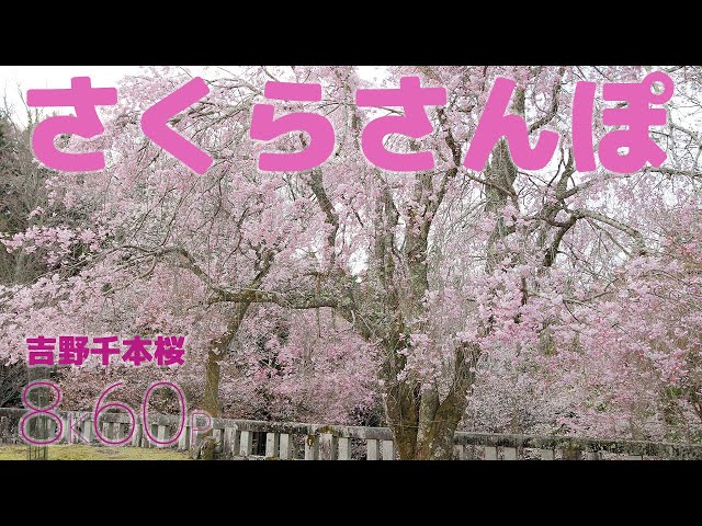 さくらさんぽ 吉野千本桜【8K60P】 - YouTube