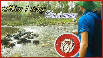 Câu Cá Mương Mồi Bột | Câu Cá Giải Trí Và Ẩm Thực