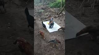 Feeding Time Adventures: One-Year-Old Bonds with Free-Range Chickens