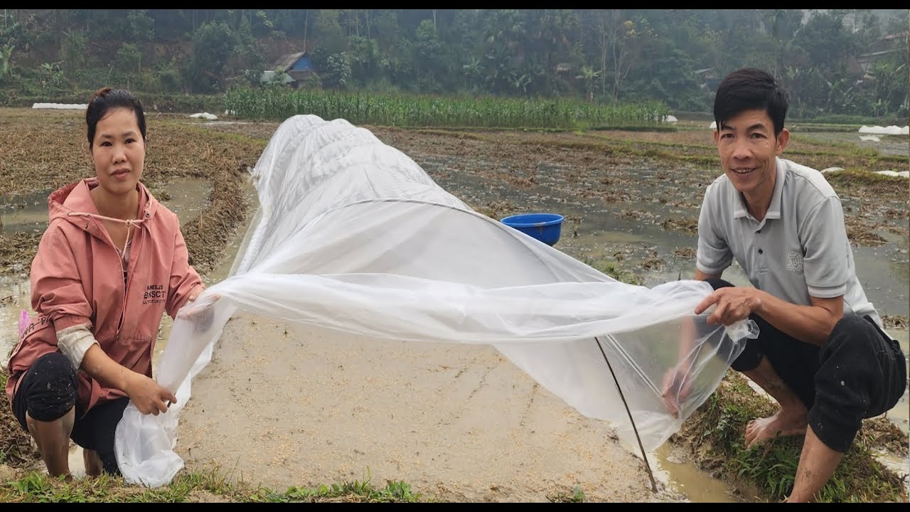 Ly and Nam planted rice seeds together to prepare for the winter-spring crop