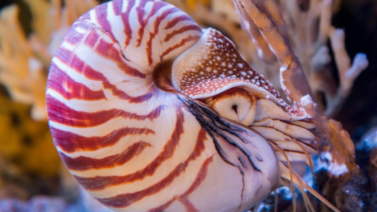 Двустворчатые моллюски наутилус. Морская жемчужница моллюск. Изображение моллюска. Морские брюхоногие моллюски. Брюхоногие моллюски.