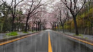 숙면에 좋은 벚꽃 거리에 내리는 조용한 빗소리 4-hour