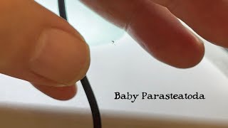Baby Spider