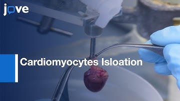 Cardiomyocytes Isloation and cultivation | Protocol Preview