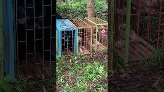 GELARAN ADU KETANGKASAN ANJING (ADU BAGONG) Di JALAN PANTAI MADASARI KAB.PANGANDARAN.