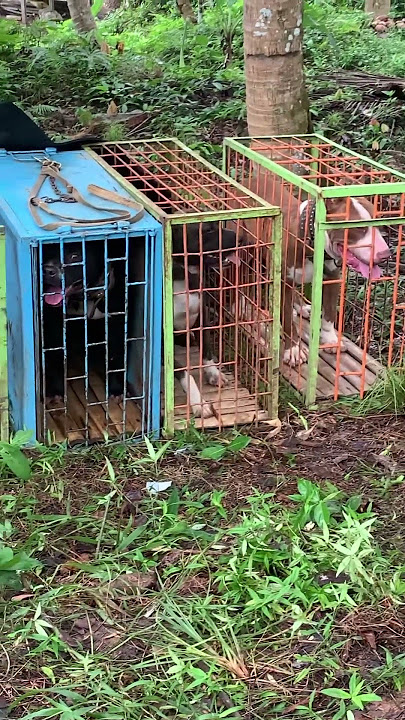 GELARAN ADU KETANGKASAN ANJING (ADU BAGONG) Di JALAN PANTAI MADASARI KAB.PANGANDARAN.