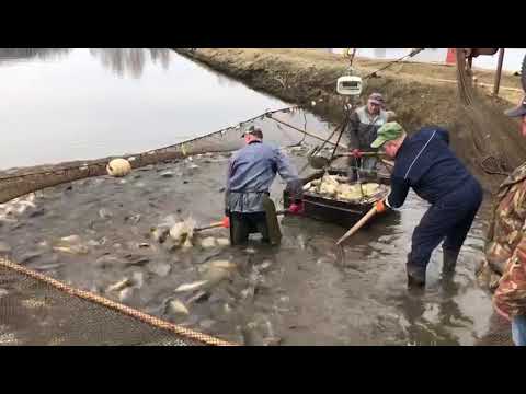 клинский рыбхоз владимировка.