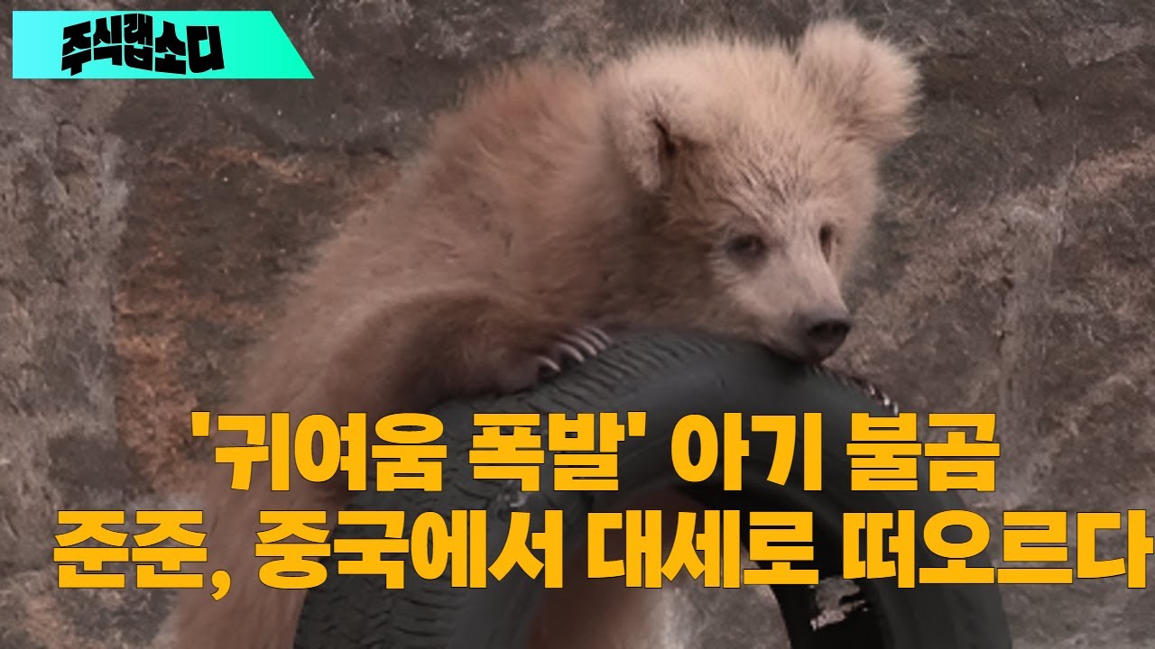 '귀여움 폭발' 아기 불곰 준준, 중국에서 대세로 떠오르다 - YouTube