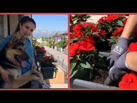 Video: Դիսքիդիա (29 լուսանկար). Տնային ծաղիկ խնամելը, ռուսիֆոլիայի և ձվաթայի սորտերը, քերուկը և նումմուլարիան, ռաֆլեզան և հիրսուտը