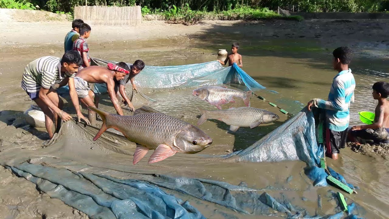 Fish Catching In Mud Water Pond Using The fishing Net YouTube