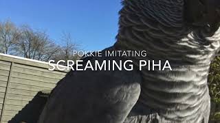 Afro Grey or screaming Piha from deepest wood of South America??