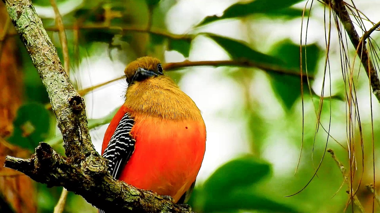 Trogon Orange breasted DSCN6805