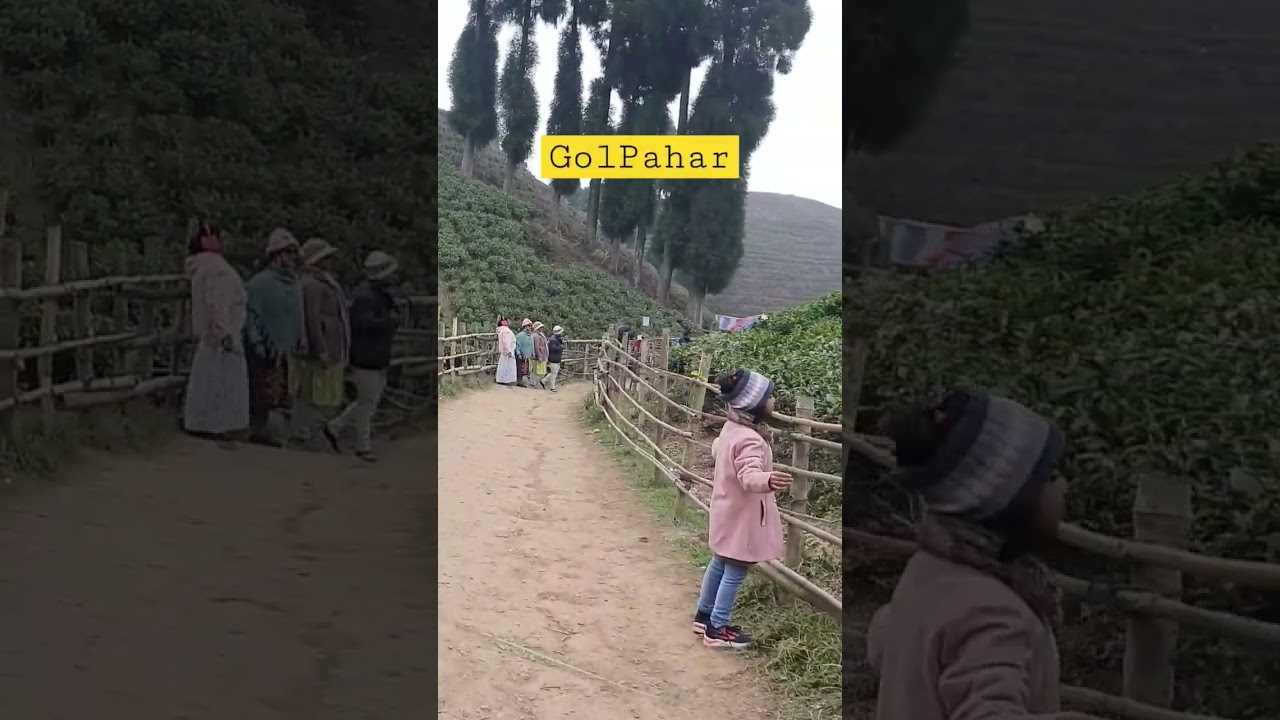 Only in Mirik Darjeeling | Golpahar Tea Garden | 