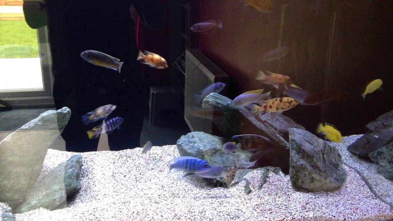 aquarium care center IMG 1234