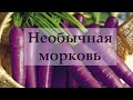 У наших предков росла фиолетовая морковь?