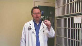Cat & Kitten Care : How to Tell Male Kittens From Female Kittens
