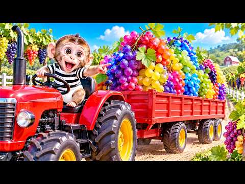 BonBon the monkey fills a giant trailer with rainbow fruits using his tractor