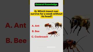 General Knowledge Quiz