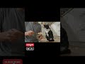 Kedi Kont - Episode 8 #episode #cat #kedi #shorts #subscribe #likeandsubscribe #komedi