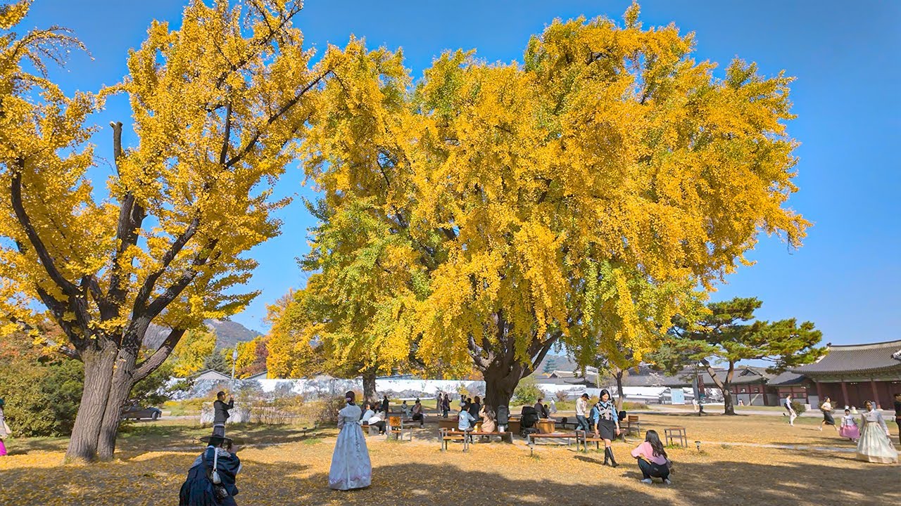 Walk Along The Stone Wall Of Gyeongbokgung Palace And Autumn Leaves | Seoul Travel 4K HDR