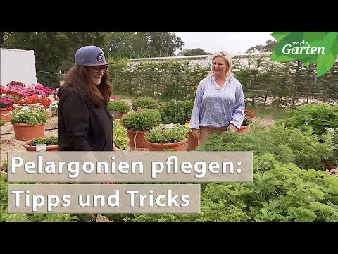 Video: Soll ich Pelargonien toten?