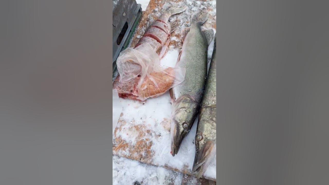 Рынок/Какая у вас цена на икру щуки? #рынок ##рыба #bigfish #fish # ...