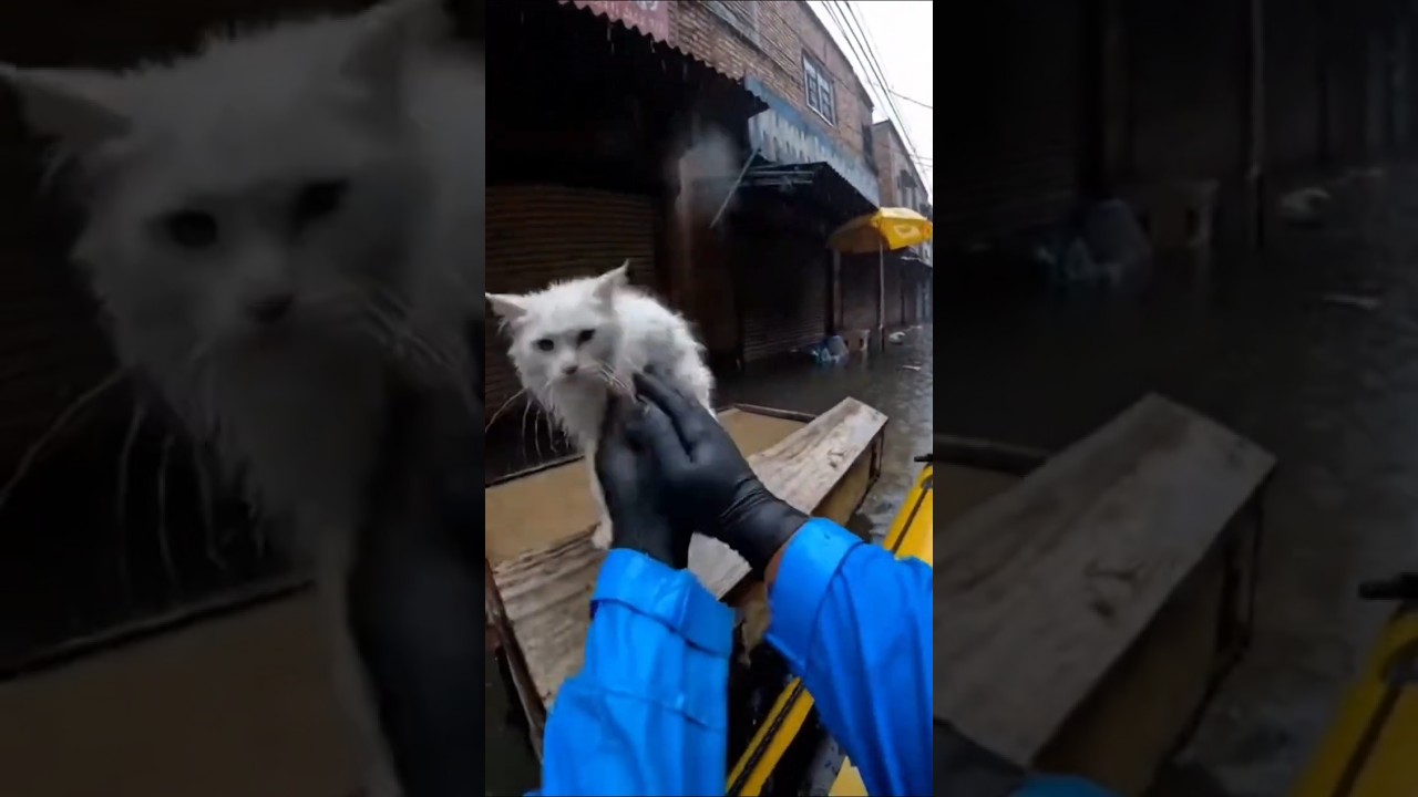 Emotional Pet Safety Reminder | Human Saves Cat in Dangerous Flood Storm 