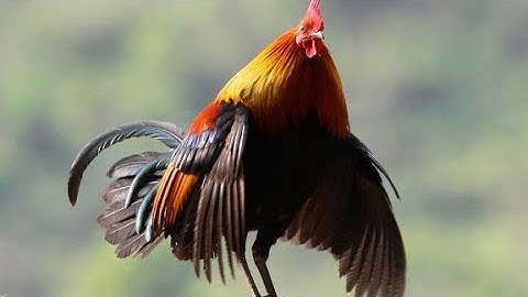 me nyuam qaib qua tiếng gà rừng gáy chuẩn