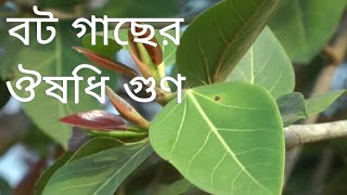 Ayurvedic Health Benefits Of Banyan Tree Bangla Health Tips