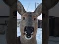 Viral videos ￼