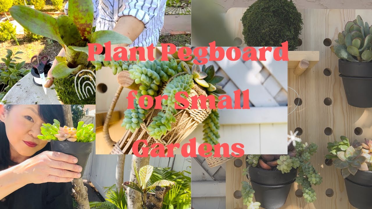 Outdoor Plant Pegboard for Small Garden Spaces with Succulents and Bromeliads