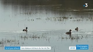 Decouvrez les oiseaux nicheurs du lac du Der