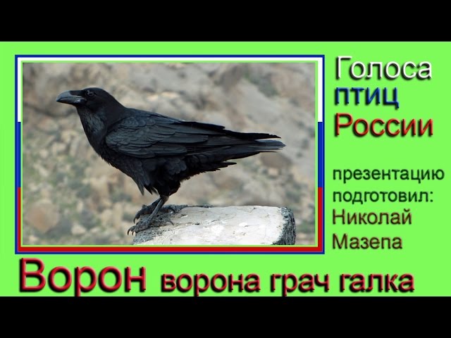 Ворон. Ворона. Грач. Галка. Голоса птиц России - YouTube