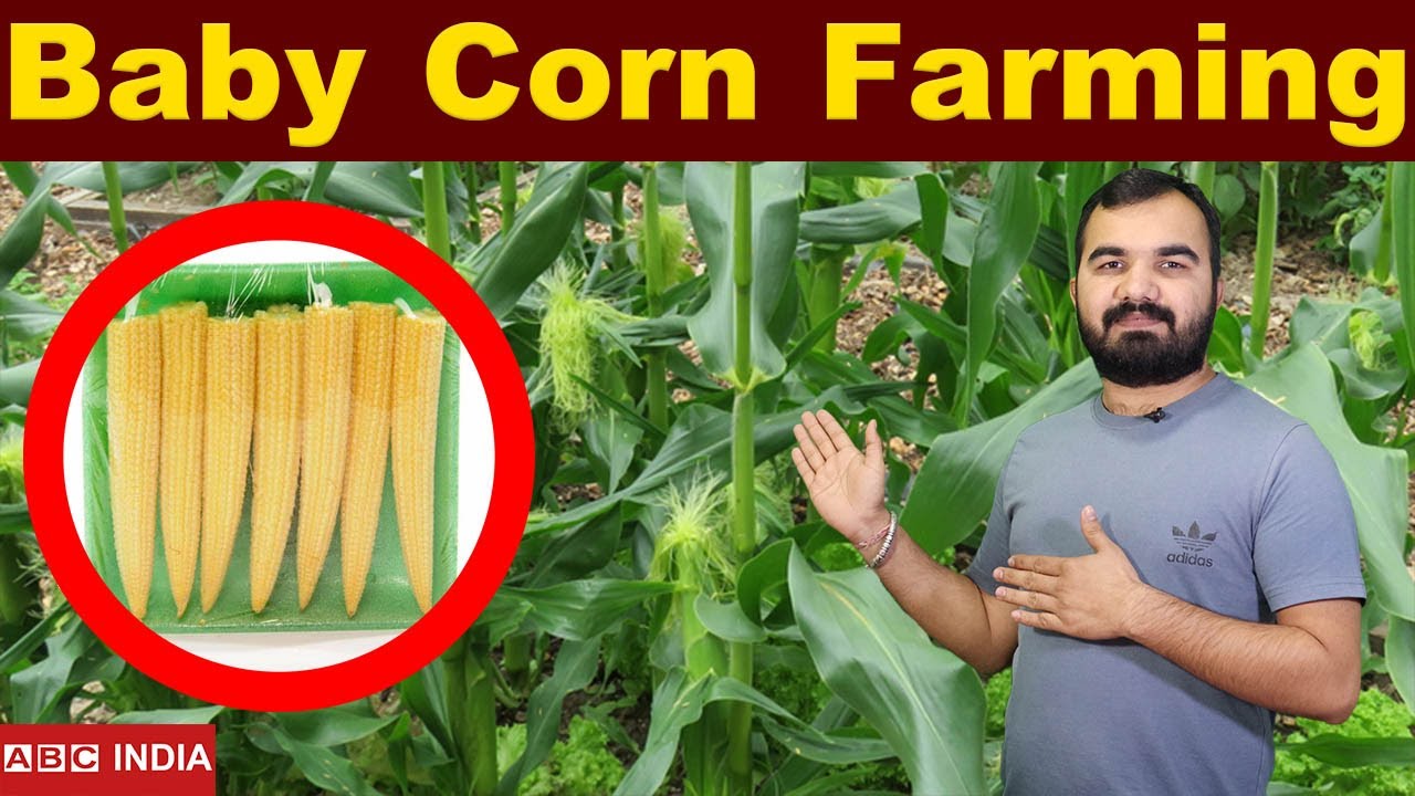 Baby Corn Farming 2 Lakh Per Acre छोटी Corn Farming Corn farming