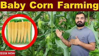 Baby Corn Farming | 2 Lakh Per Acre | छोटी Corn Farming | Corn farming | Maize farming farming