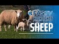 Fas tv series 3 highlights  sheep