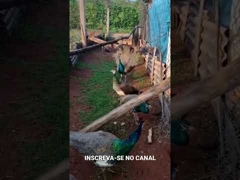 Vídeo: Como é um pavão fêmea? Condições para a criação de aves