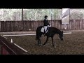 Arabian horse flat-out gallop.  Young Friesian horse does a dressage test at Friars Hill Sinnington