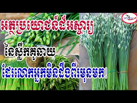 អត្ថប្រយោជន៍ដ៏អស្ចារ្យនៃស្លឹកគូឆាយ!/The amazing benefits of fennel leaves!