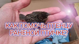 КАК ПОМОЧЬ ПТЕНЦУ / РАНЕНОЙ ПТИЧКЕ?