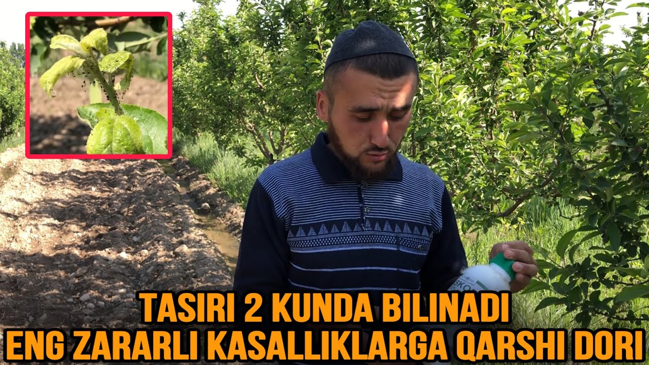 Нок ва Олмаларнинг энг зарарли касалликларинг қарши дорилар | Тасири 2 кунда билинади