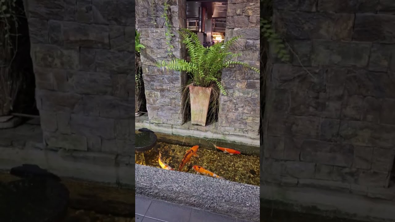 📍Live @Apollo&Nala Nature's quiet Beauty #koifish #purekoi #softcolor