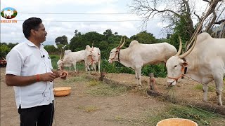 बावधन येथील जातिवंत देखणी खिल्लार बैलं | बगाड | सातारा | Khillar Cow
